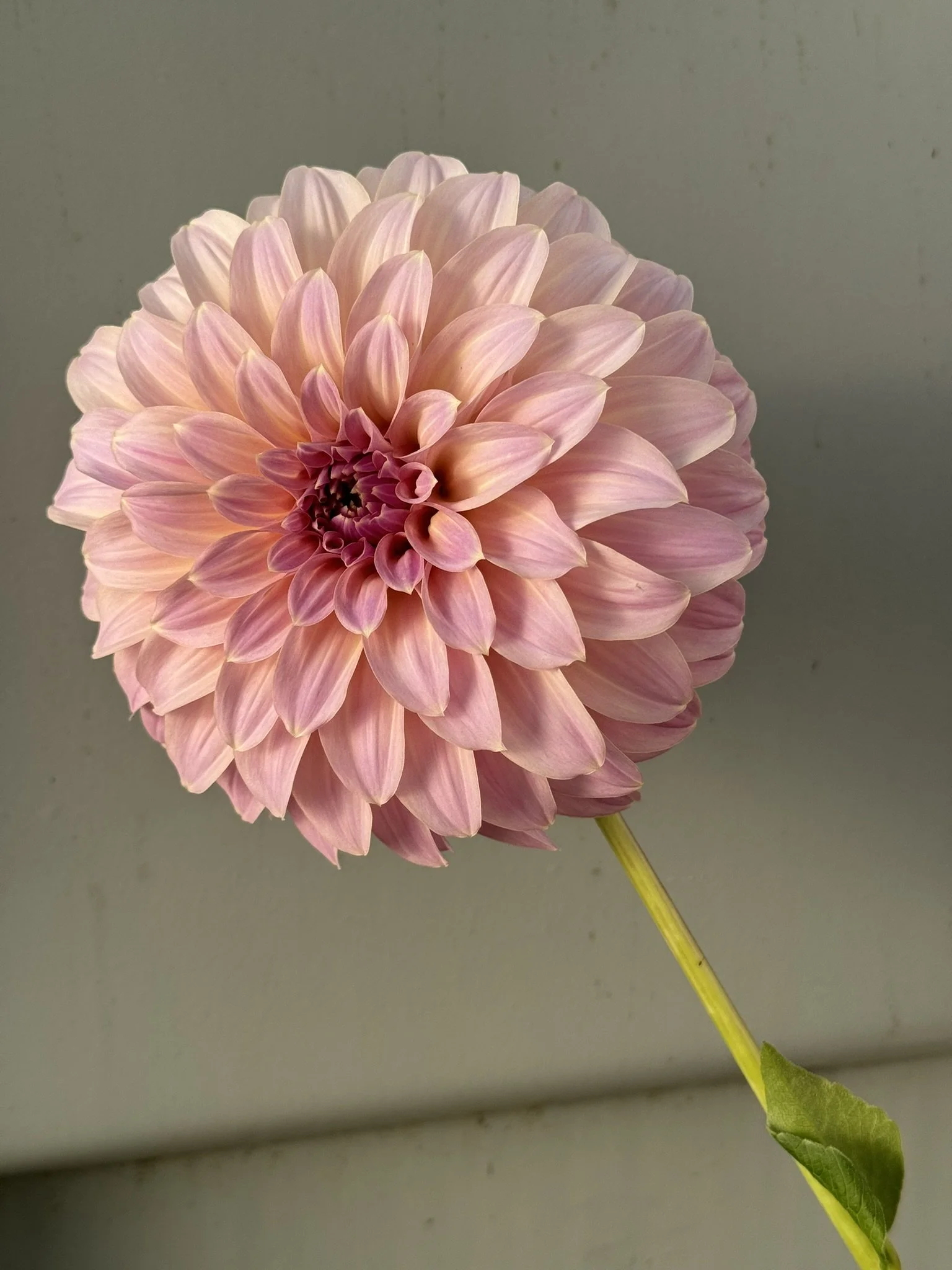 Coorabell Caitlyn.JPEG