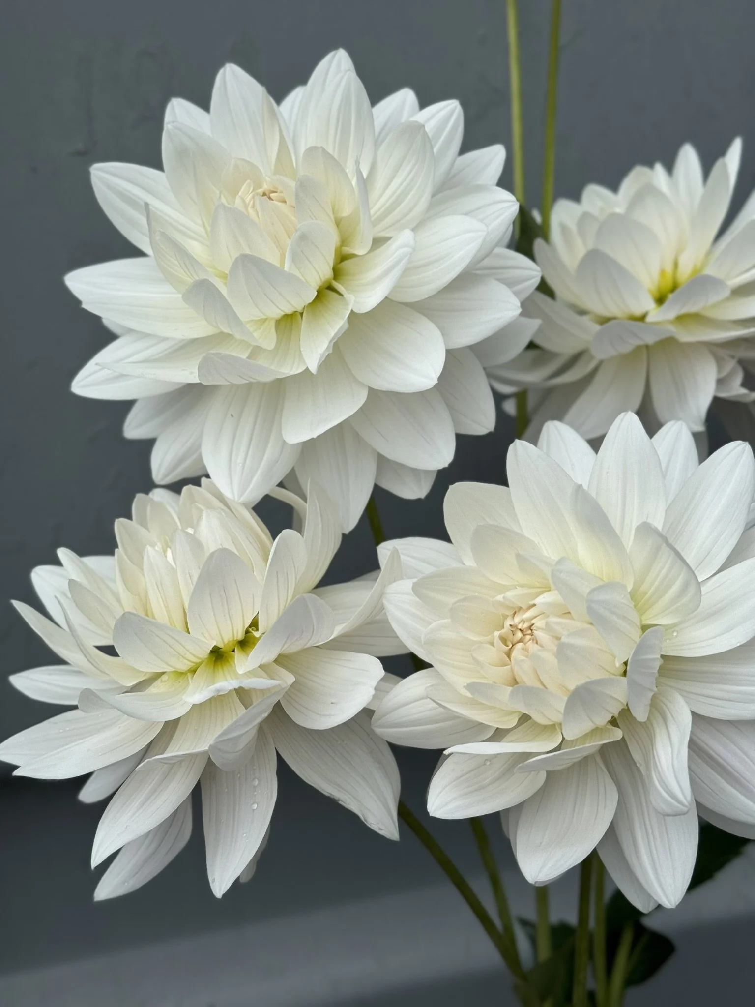 Guyra — The Rook Blooms