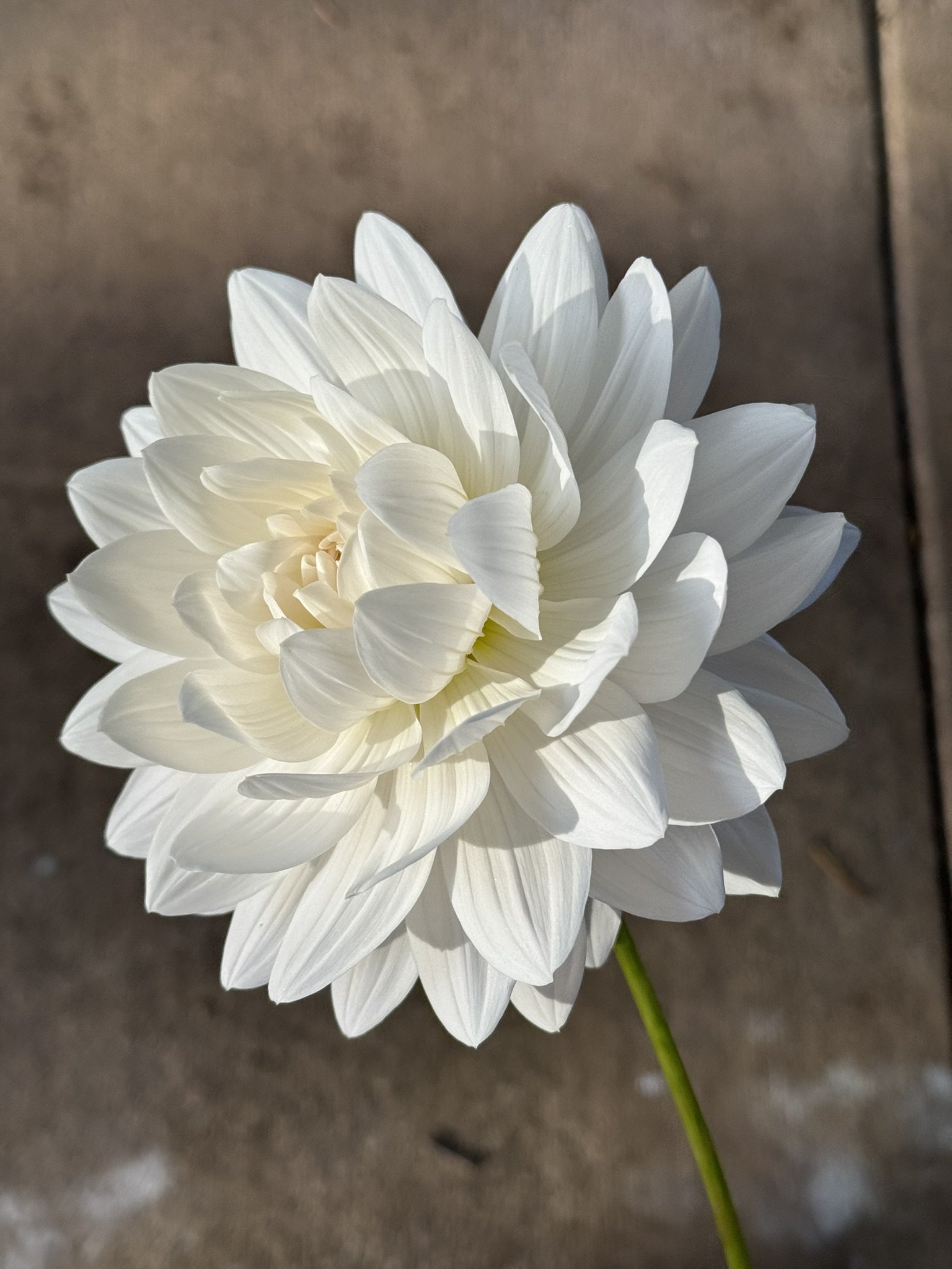 Guyra — The Rook Blooms