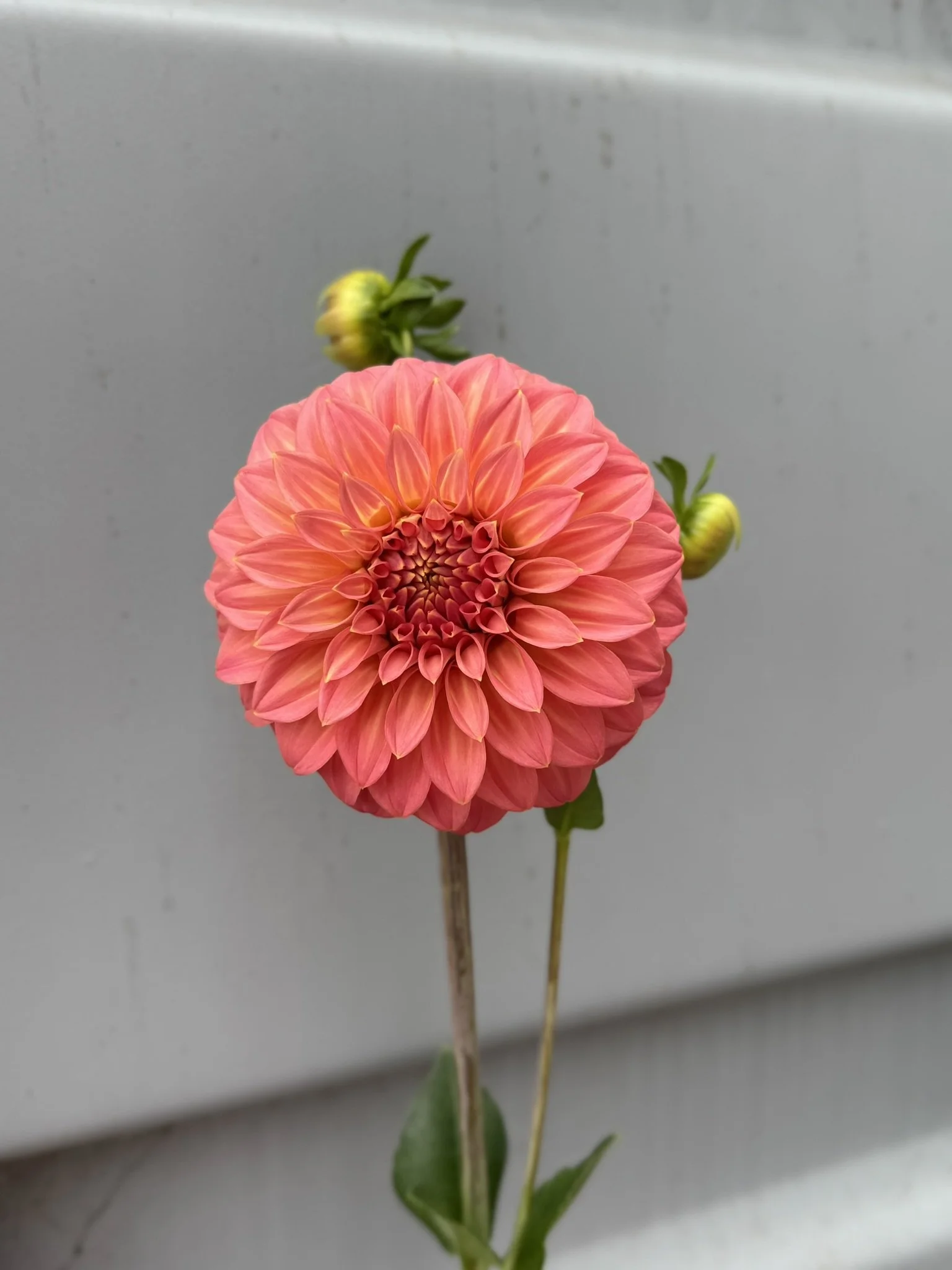 Coorabell Sylvia1.JPEG