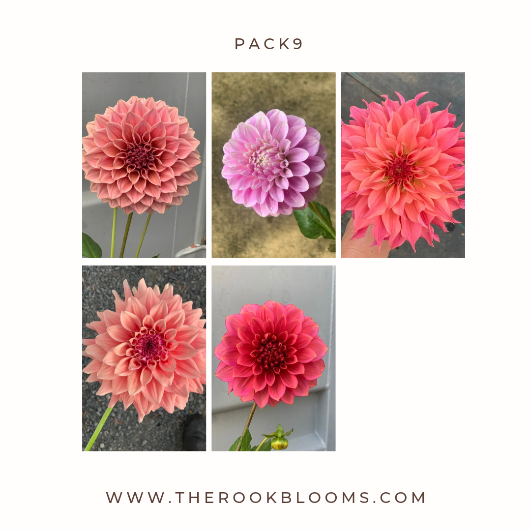 Copy of white pack (10).png
