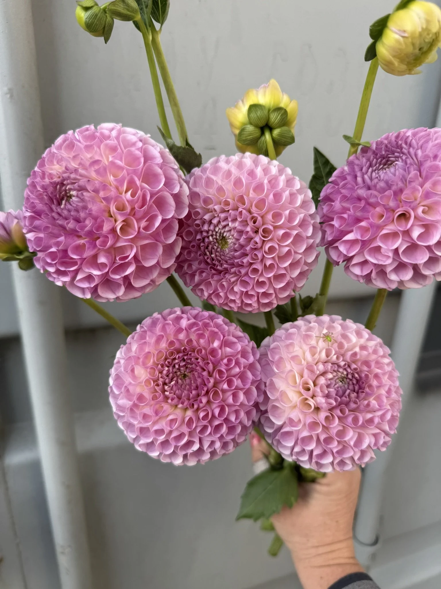 WVs Sweetheart1.JPEG