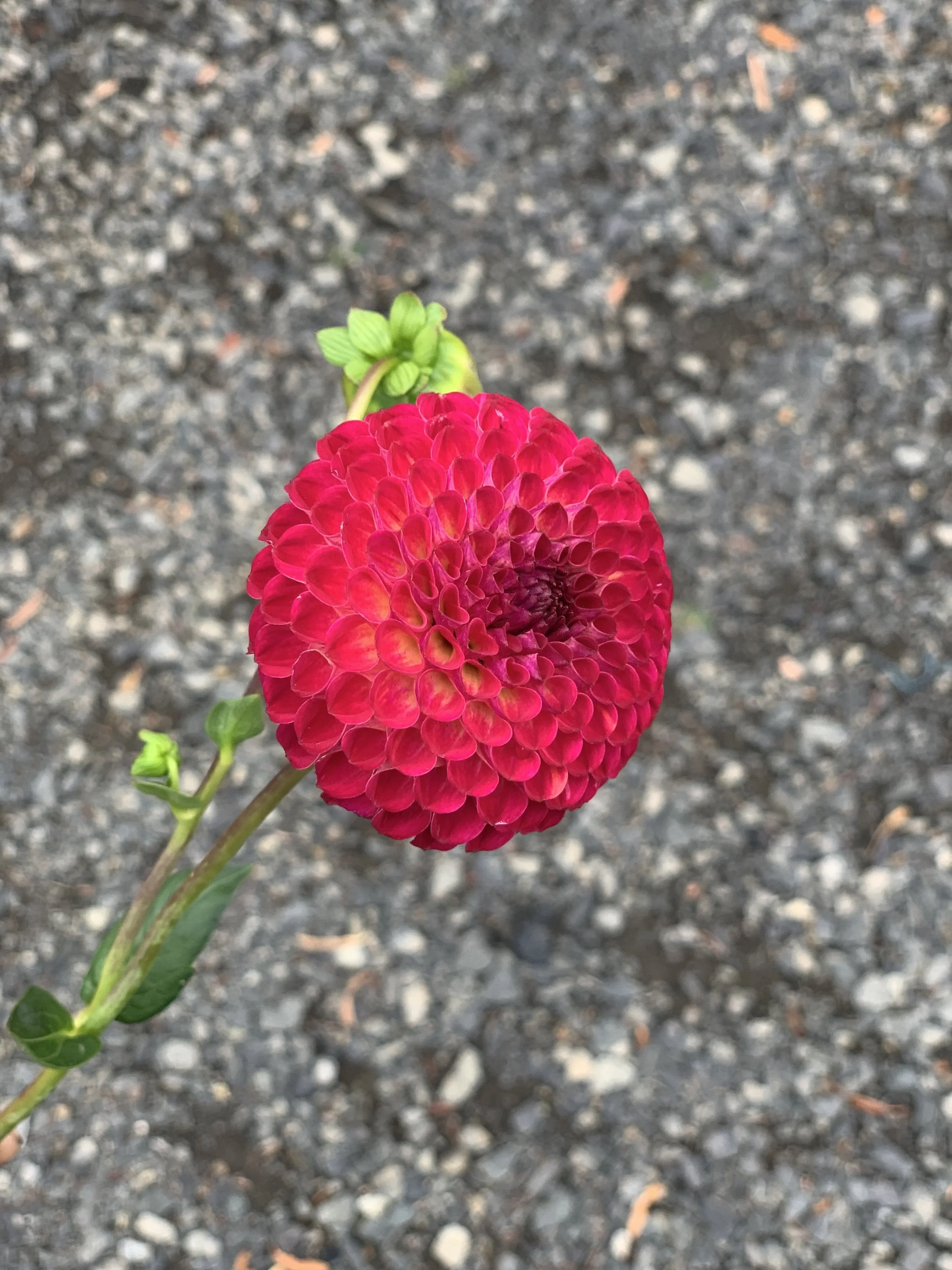 WVs Pluto - QTY Limit