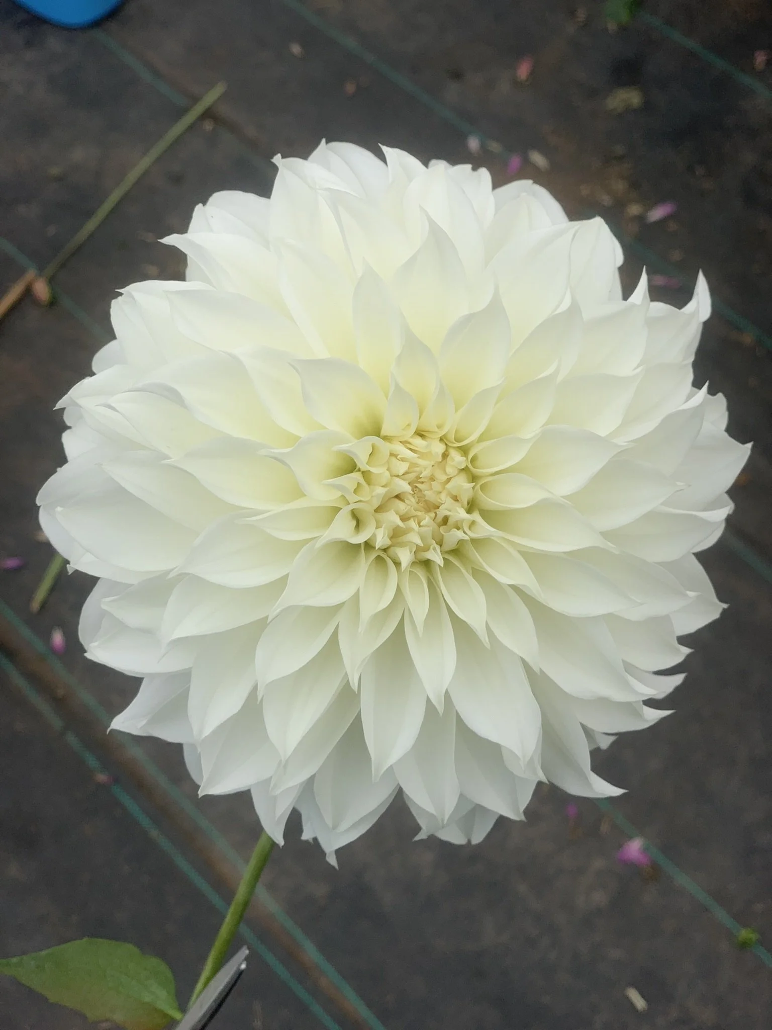 Florelie Whipped Cream