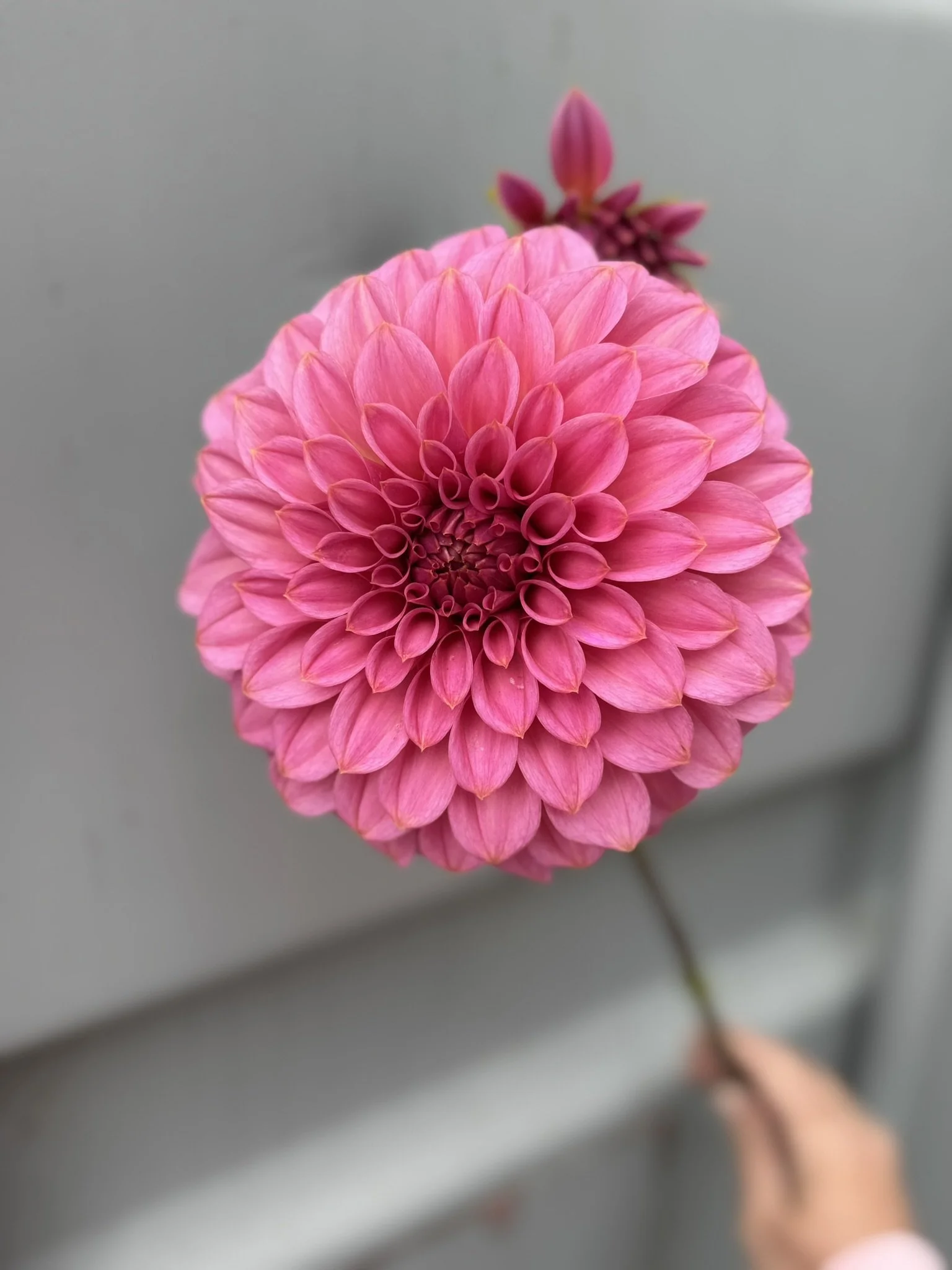 Coorabell Sophie.JPEG