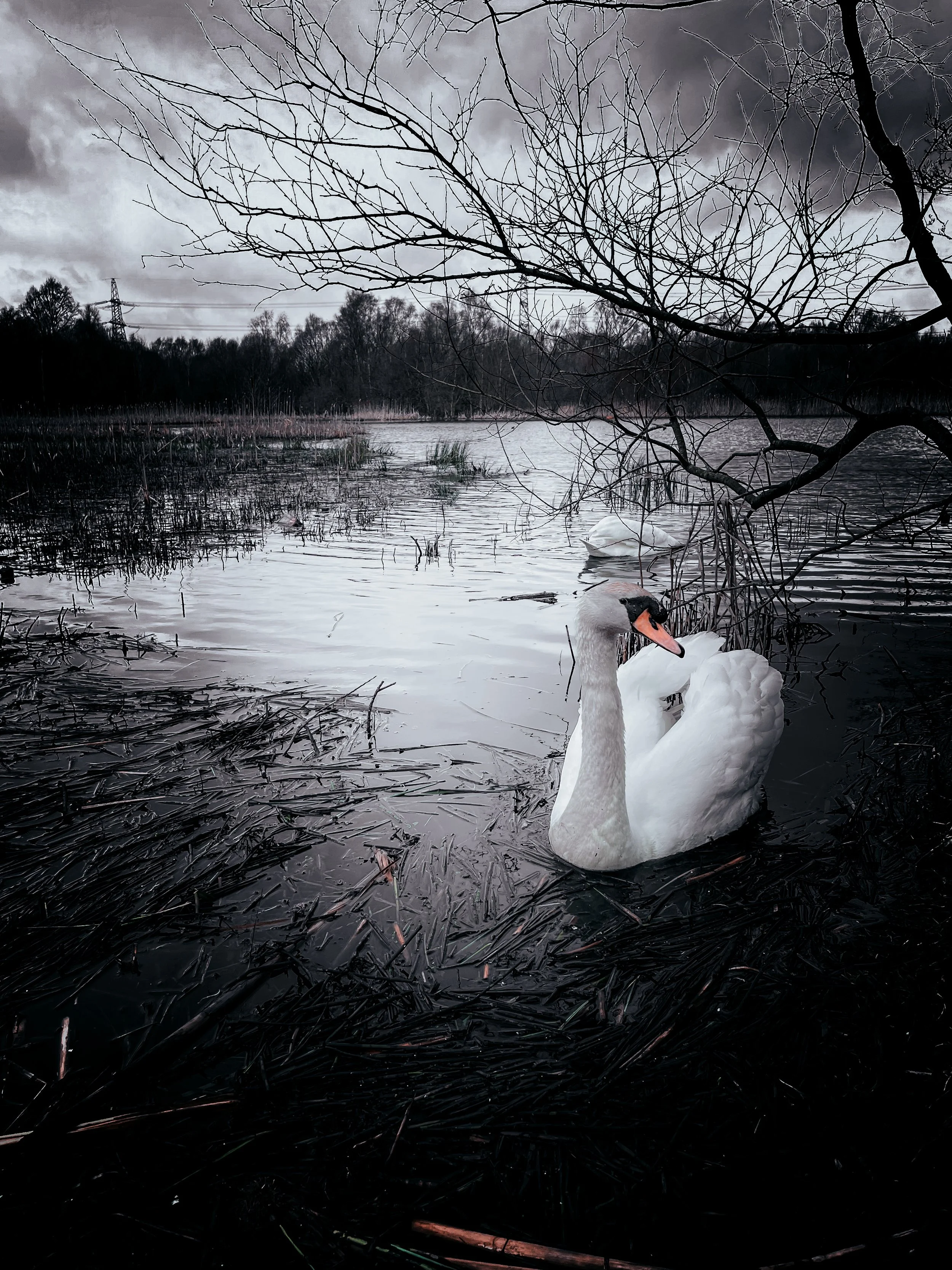 Seven Lochs Wetland Park