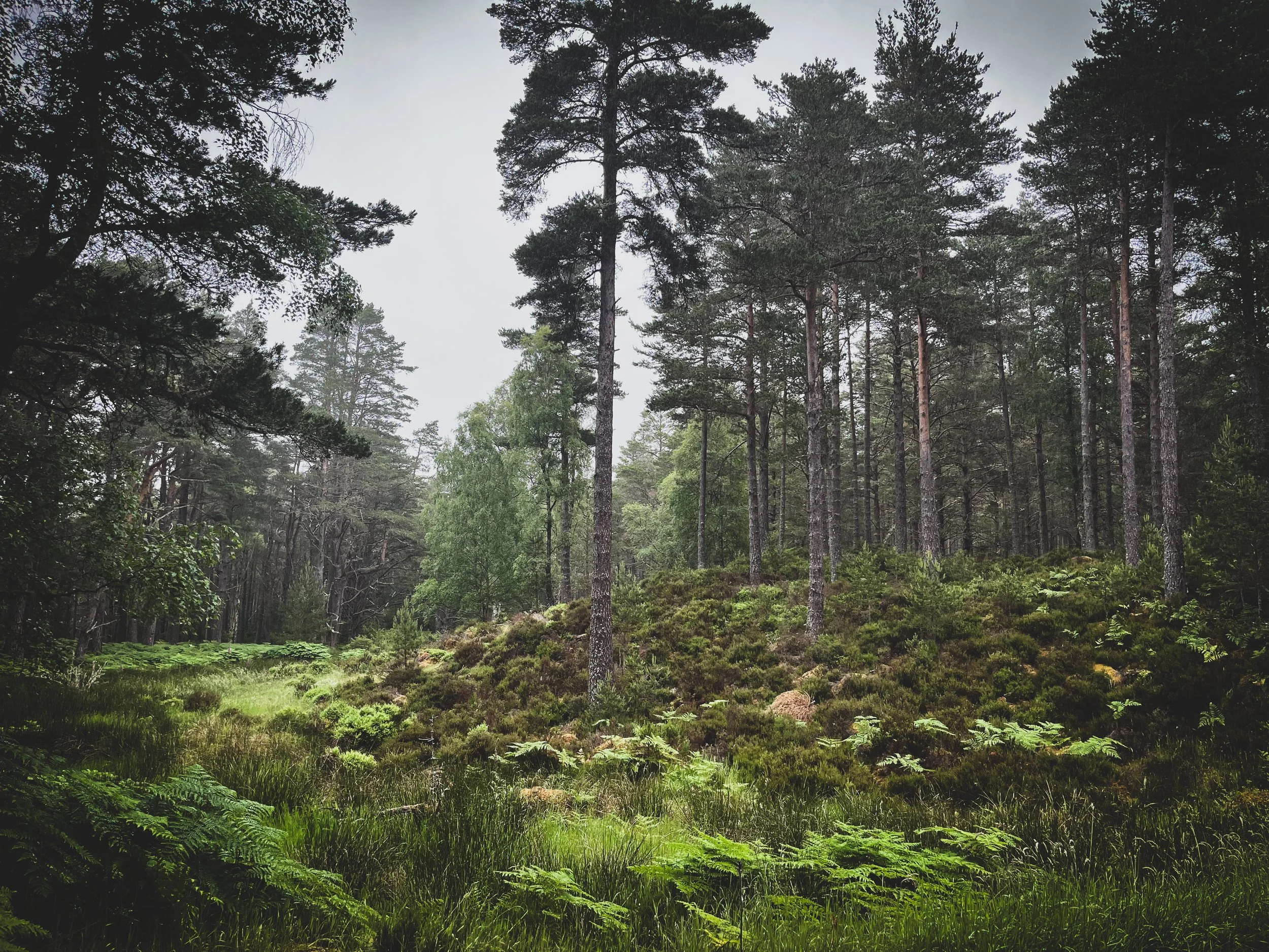 Abernethy Forest