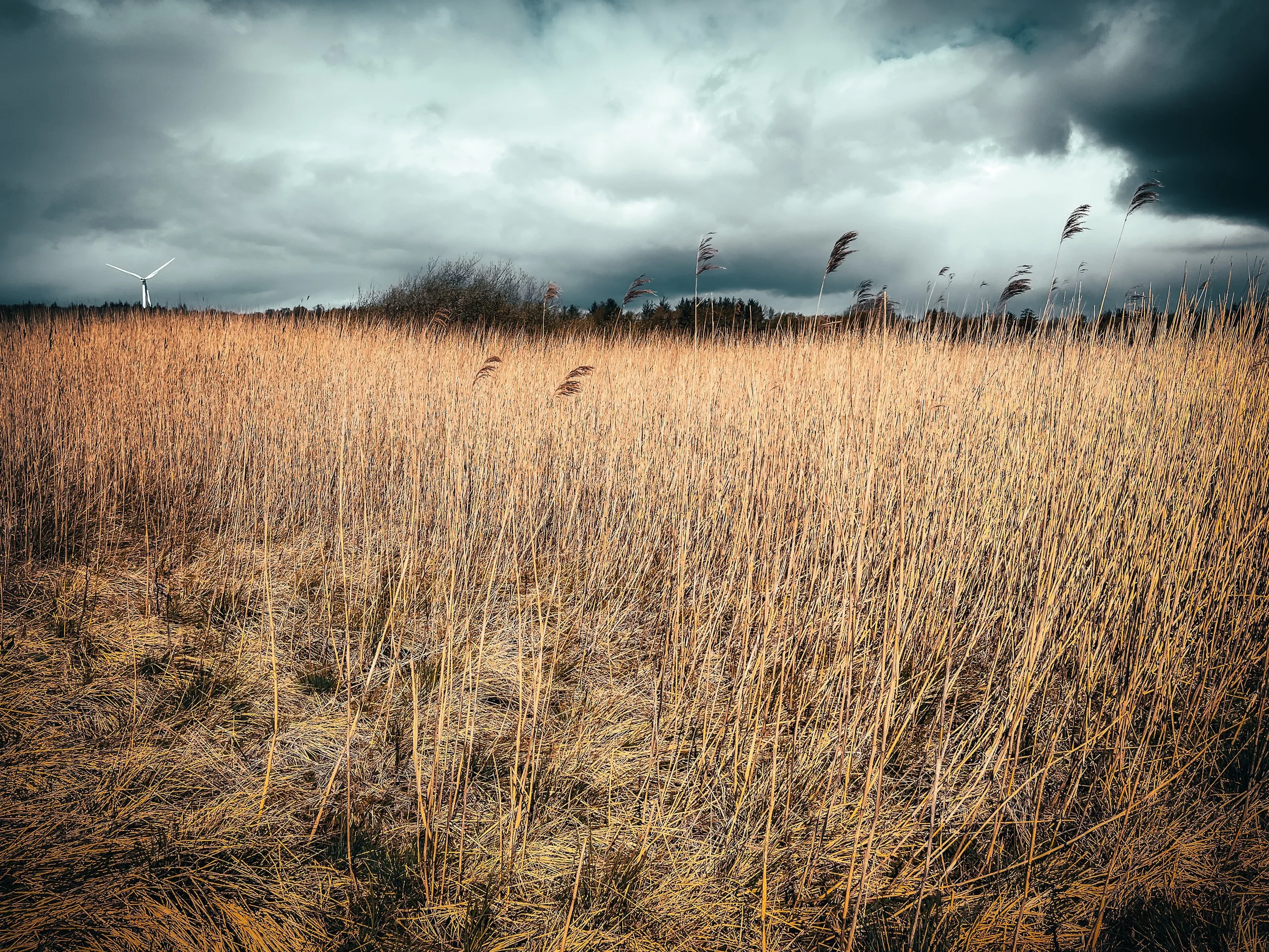 Cathkin Marsh &amp; Cathkin Braes
