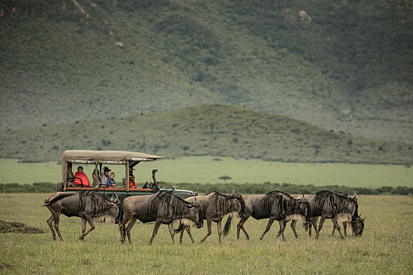 House in the Wild - Wildebeests on Game drive.jpg