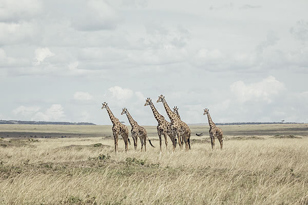 Wildlife destination - Tangulia Mara.jpg
