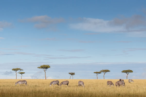 Mara vastness - zebras grazing.jpg