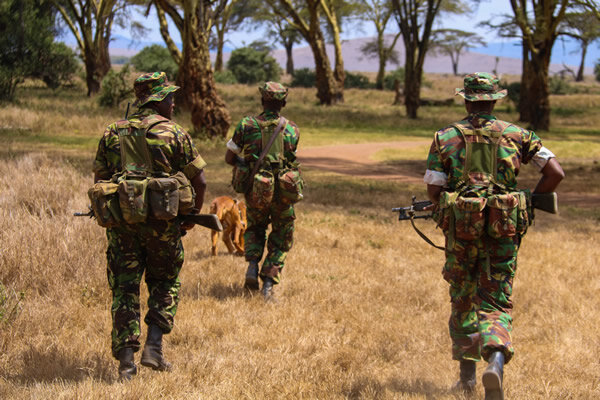 Bloodhound tracking at Lewa Conservancy.jpg