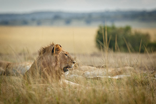 Pride of lions at House in the Wild.jpg