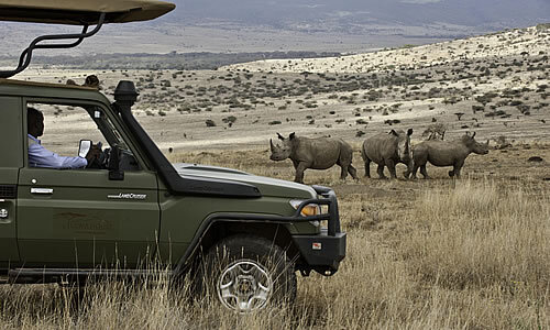 White rhino - Lewa Conservancy.jpg