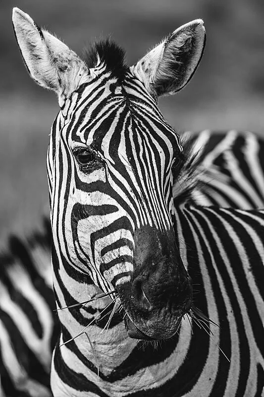 The Emakoko - Wildlife paradise.jpg