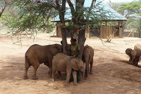 Caregiver with Ellies at the Reteti Elephant Sanctuary.jpg