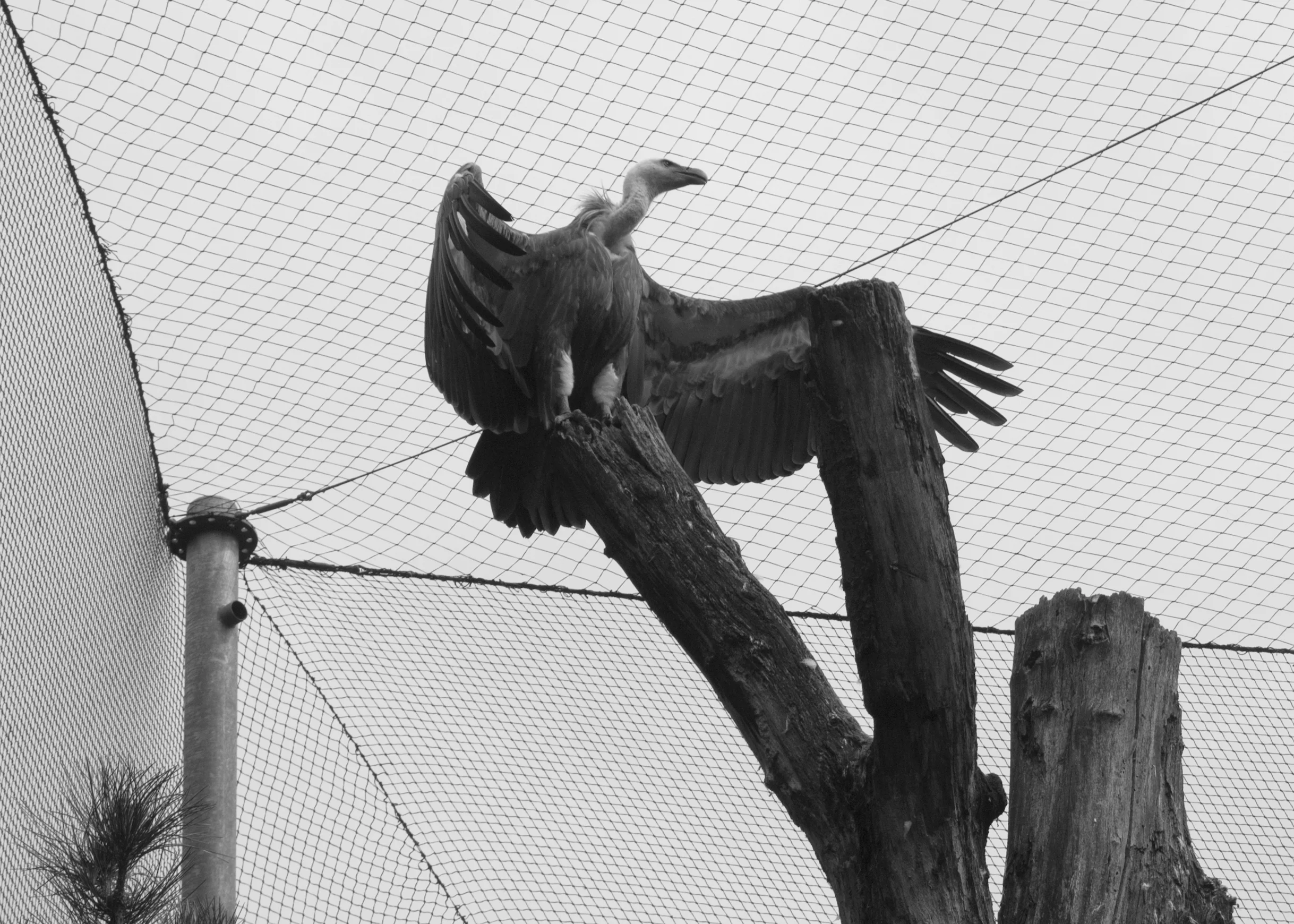 For the birds
