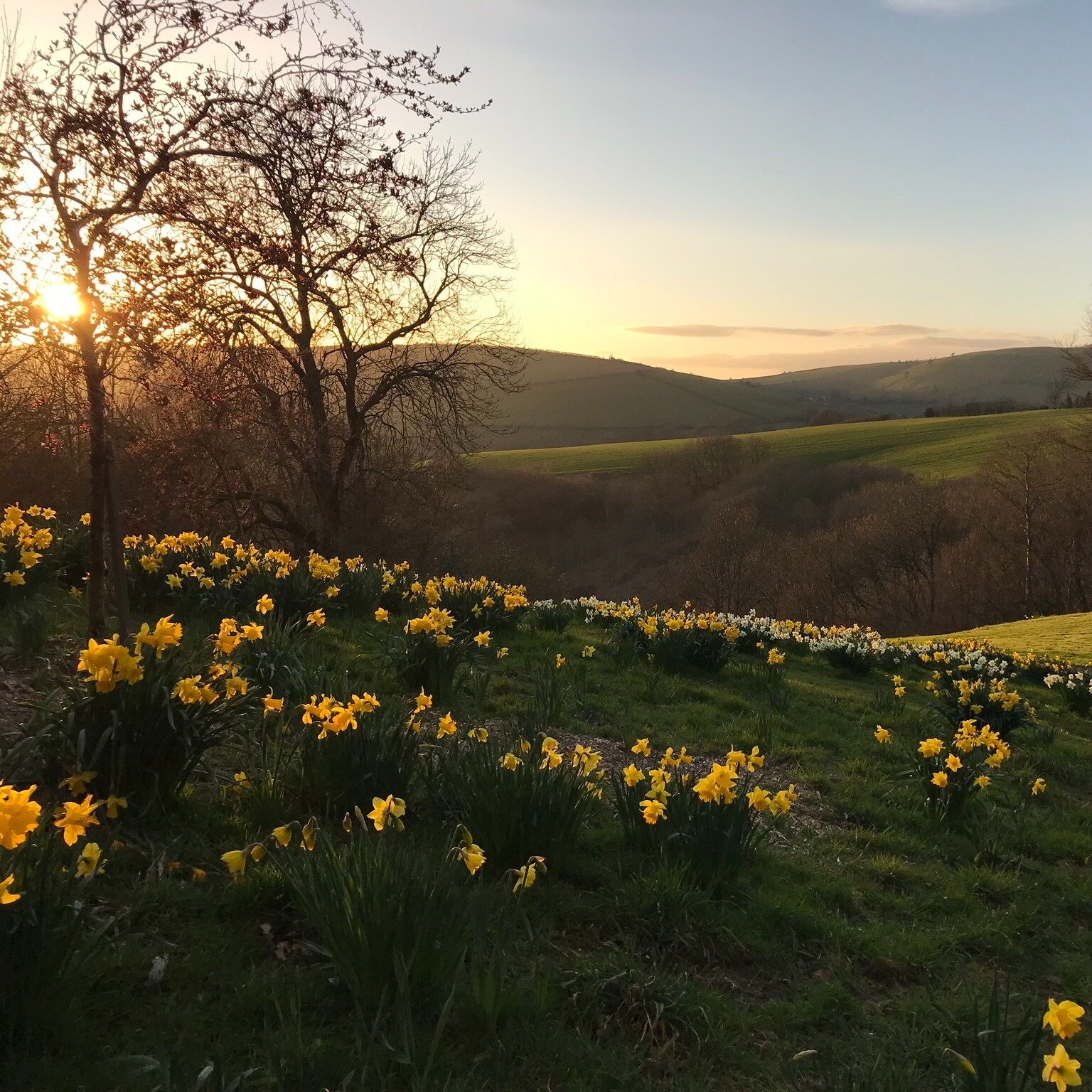 Hello April! 🌸 As longer days and delightful weather emerges, let's warmly welcome this month and immerse ourselves in the natural wonders that accompany it. 🌼

The vibrant daffodils and awe-inspiring views from Great Hagley await, reminding us of 