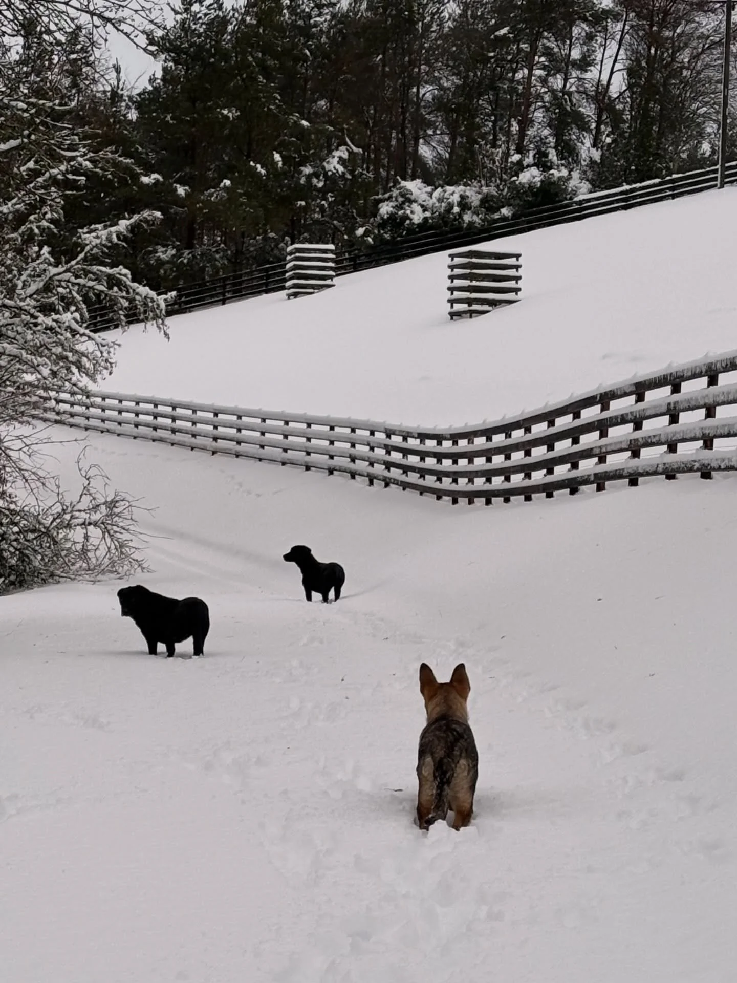 Our winter wonderland is finally starting to thaw &amp; after 48hrs we have power again. Thank you to everyone who helped clear the snow &amp; restore the power. 💫

#farmerstotherescue 
#shropshirelife