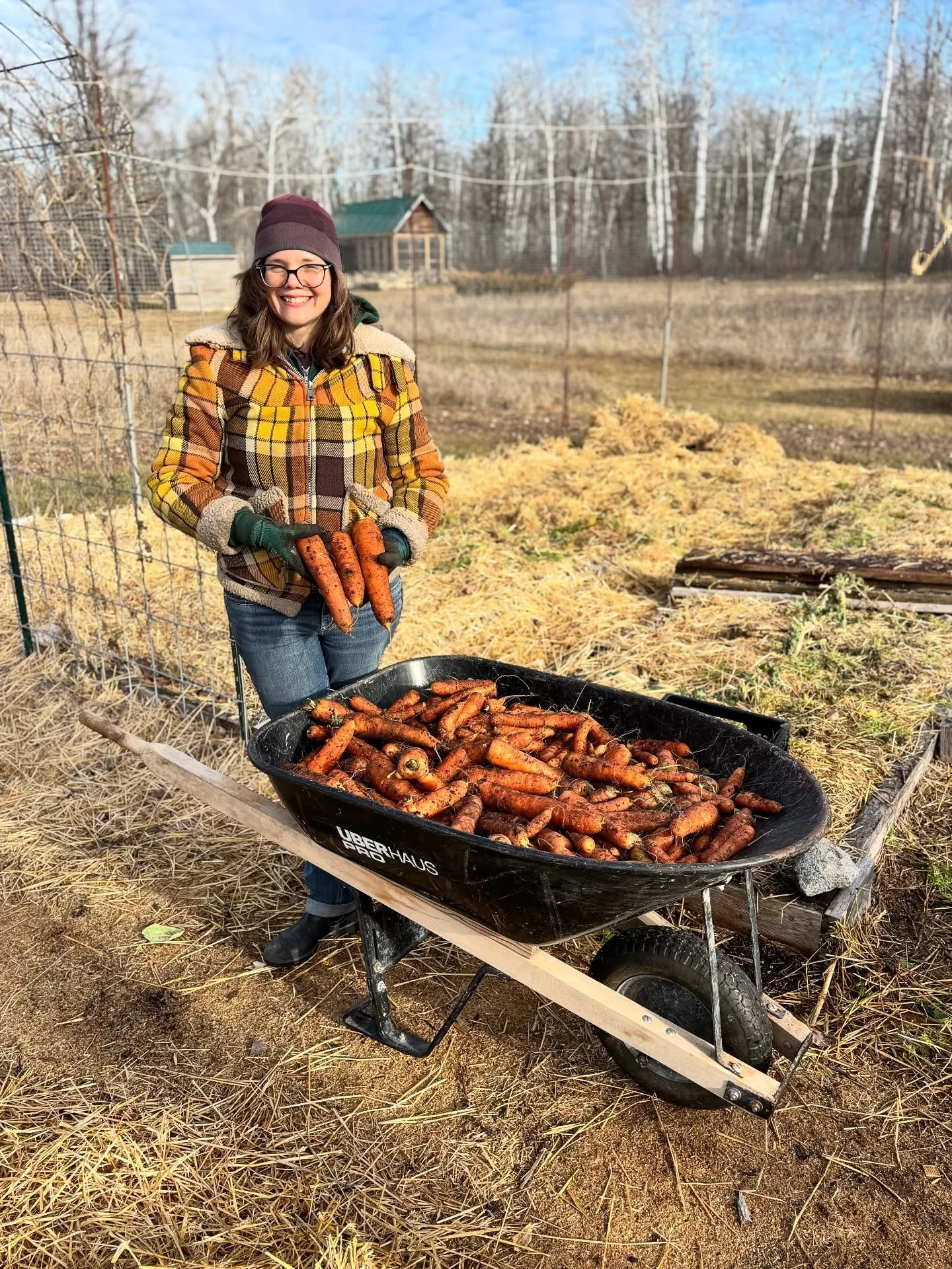 BIGGEST carrot harvest ever!! 

@mcmillanpottery and I spent the day up at our property harvesting the last of the root crops yesterday&hellip; and this was way beyond my expectations! Same square footage of carrots that I planted last year, but a no