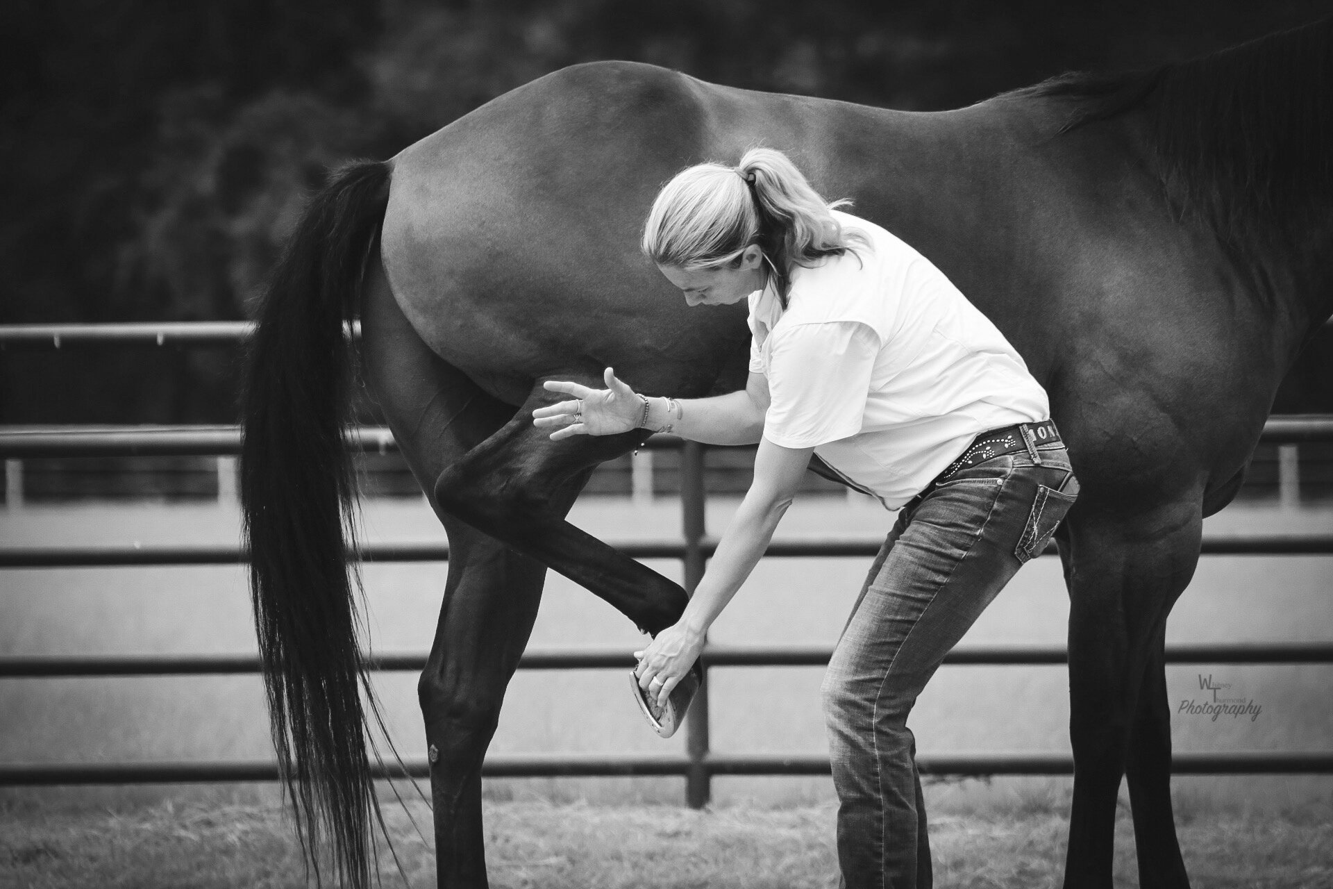 Gallery 3 — Equine Sports Medicine and Rehabilitation