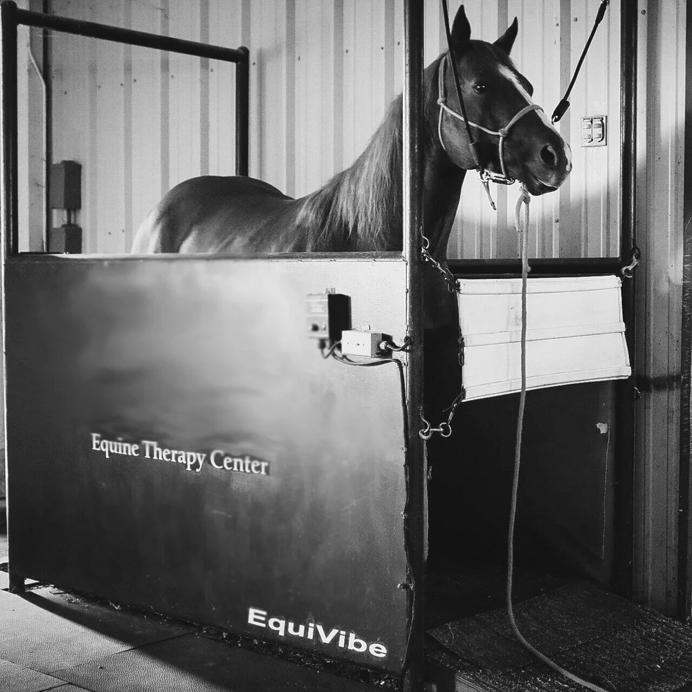 Equine Sports Medicine and Rehabilitation