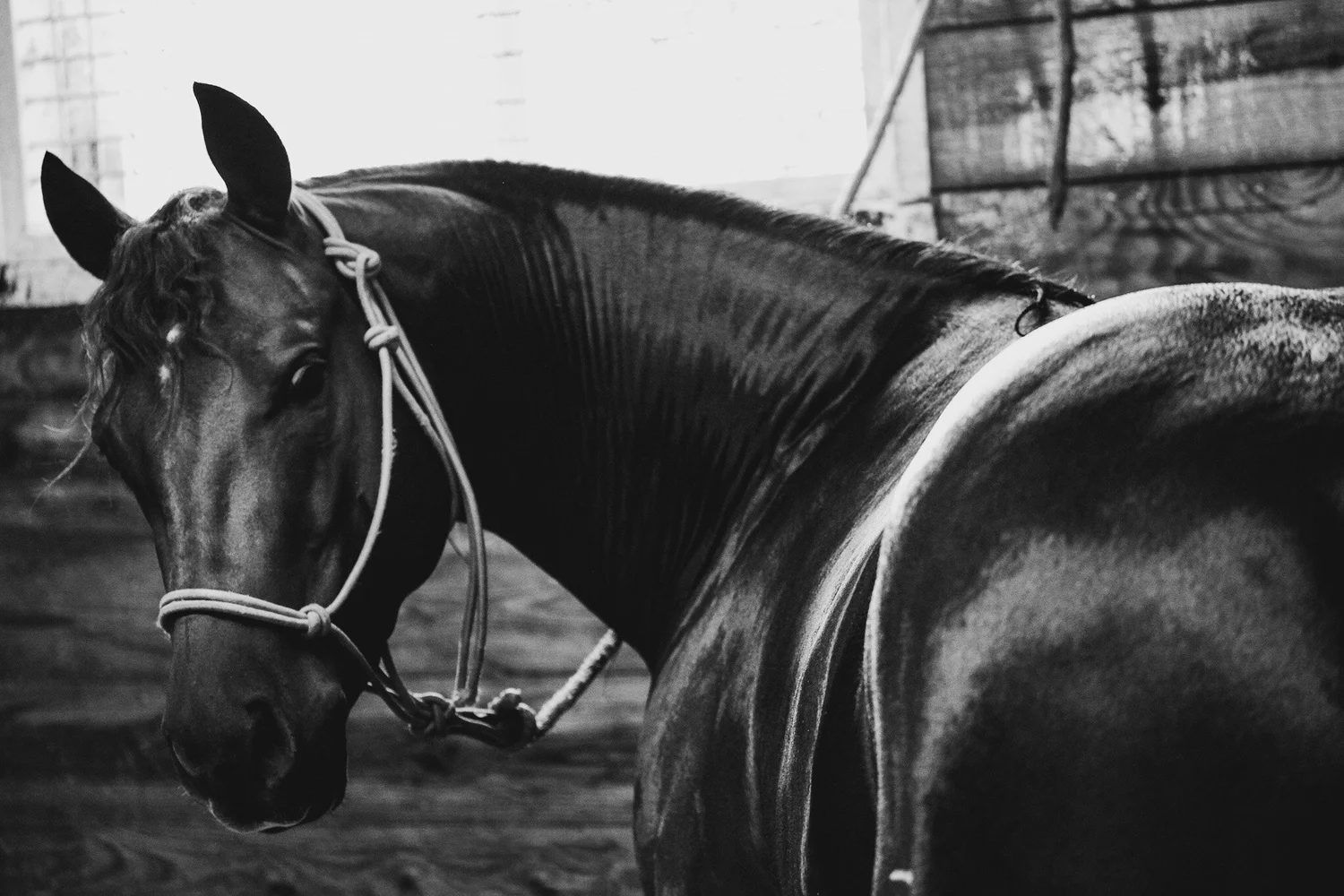 Equine Sports Medicine and Rehabilitation