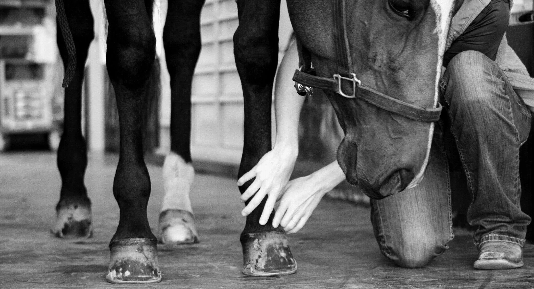 Gallery 3 — Equine Sports Medicine and Rehabilitation