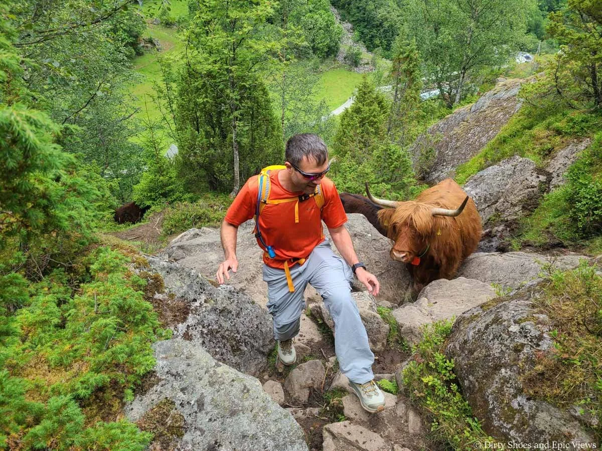 A hiker ascends a rocky path in front of a highland cow on the Reinanuten trail