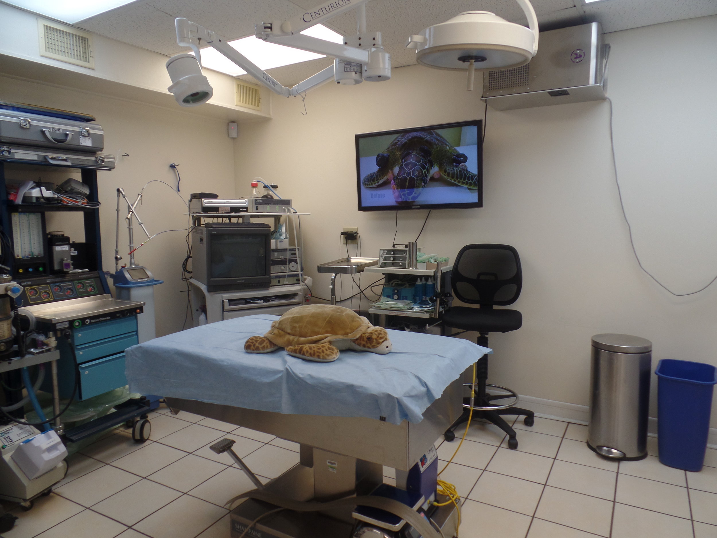 Turtle Hospital Marathon Florida