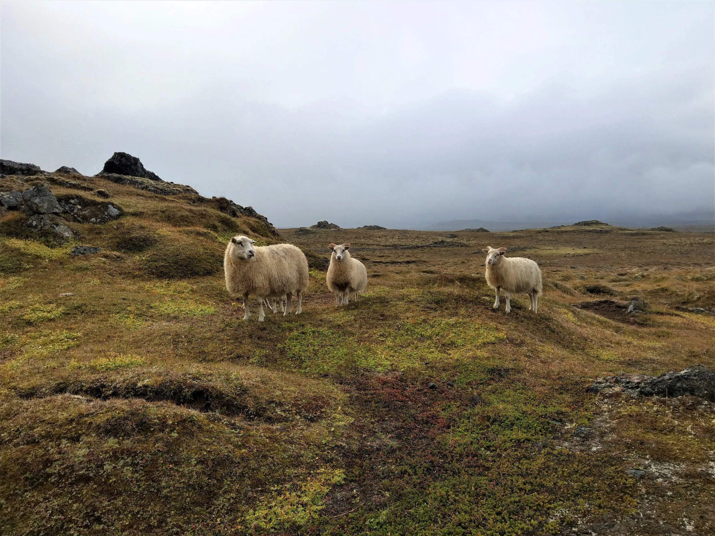 iceland sheep