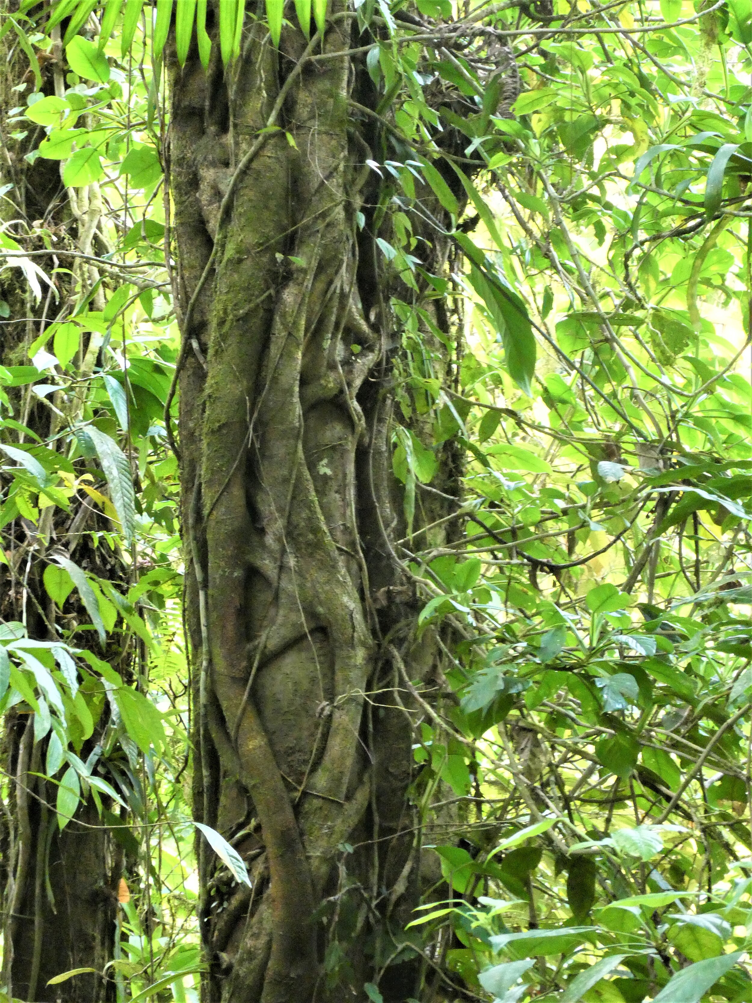P1030058c.jpg