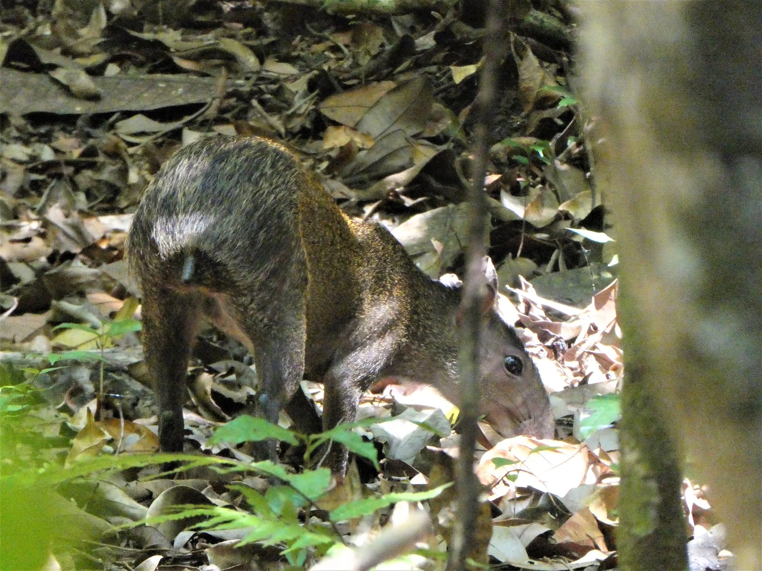 P1020005c.jpg