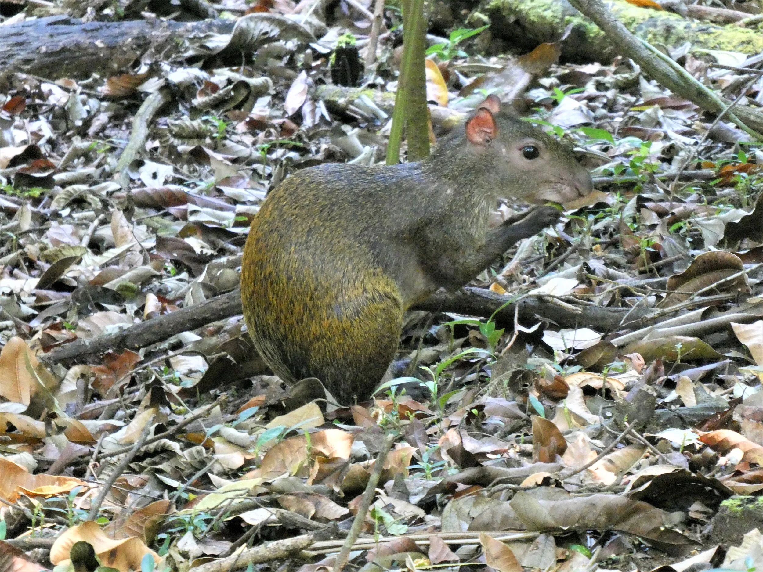 P1020028c.jpg