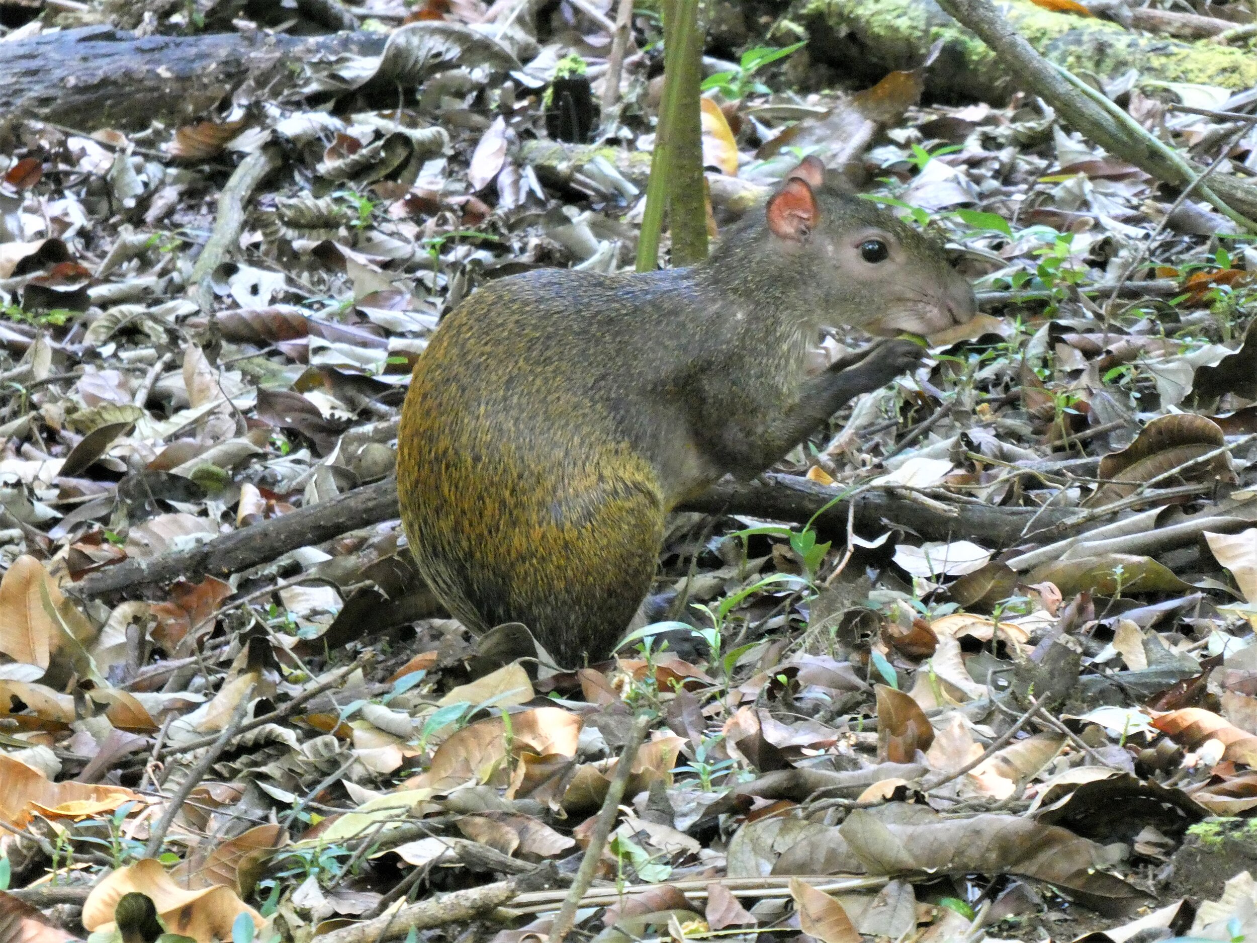 P1020028c.jpg