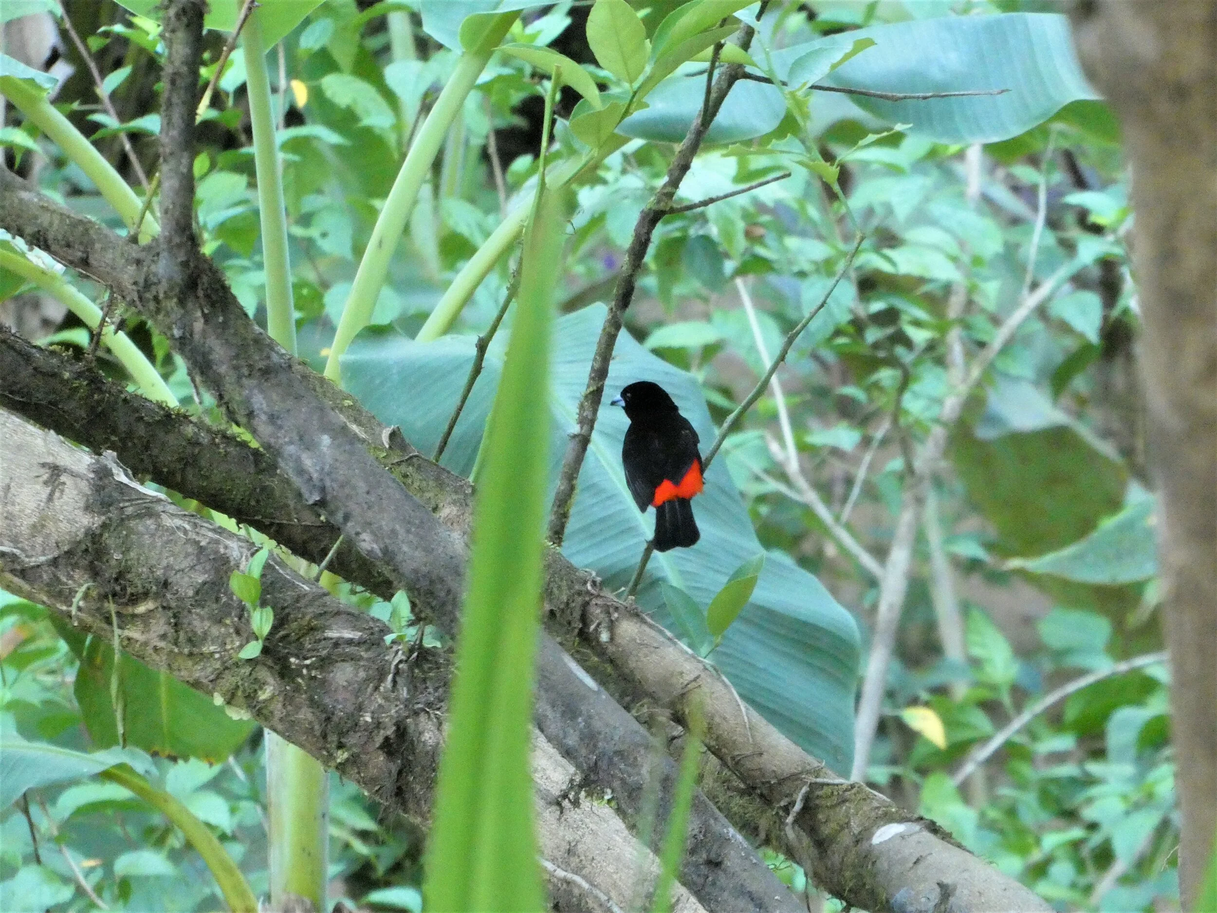 P1000783c.jpg