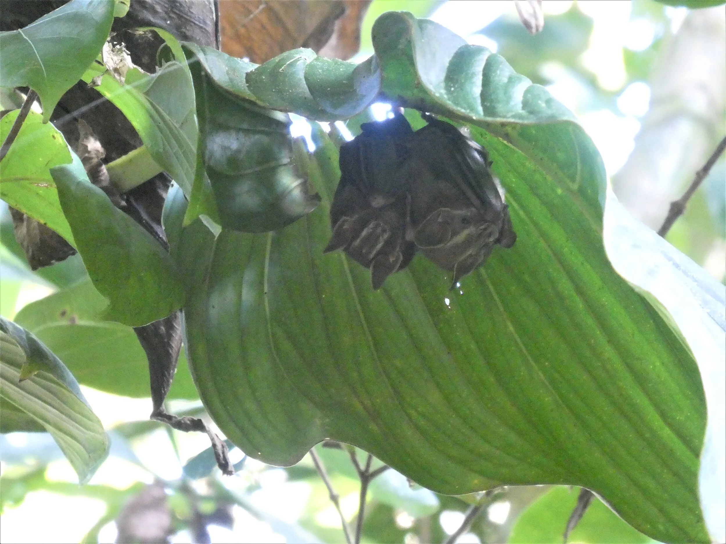 P1000351c.jpg