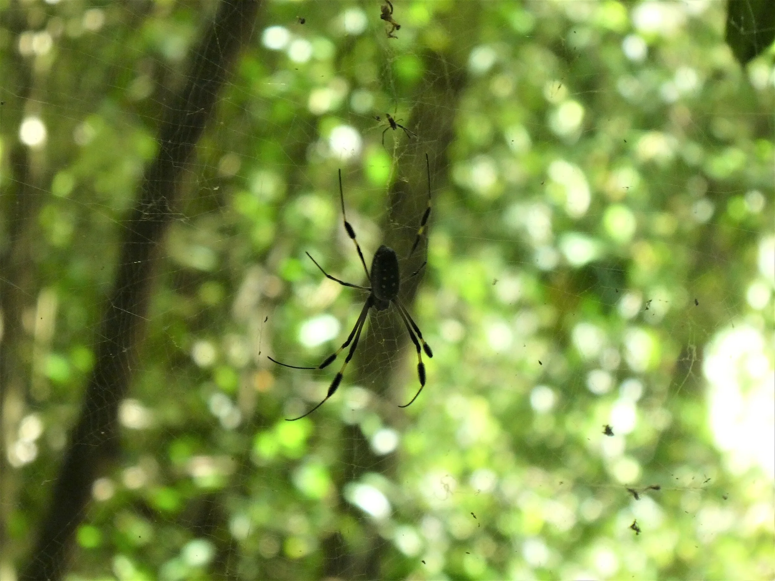 P1000547c.jpg