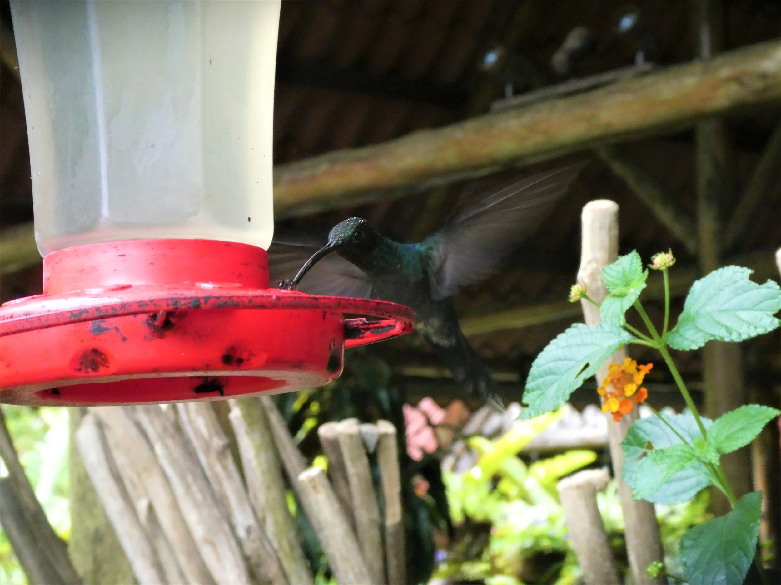catarata del toro hike