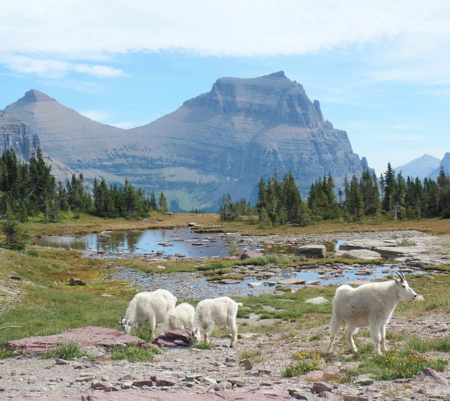 What's your favorite wildlife you've ever seen out on the trails?

Ours for sure were the mountain goats in Glacier National Park!&nbsp; Check out the blog linked in our bio to see where we were able to find them if you're planning a trip here!

We'v