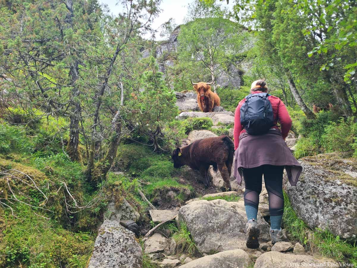 A hiker ascends a rocky path behind a pair of cows on the Reinanuten trail in Norway