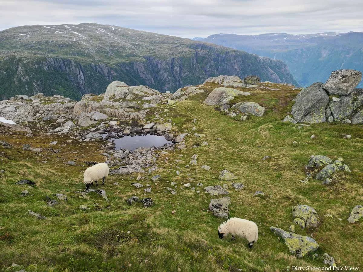Sheep graze in a high alpine meadow with mountain views along the Reinanuten trail in Norway