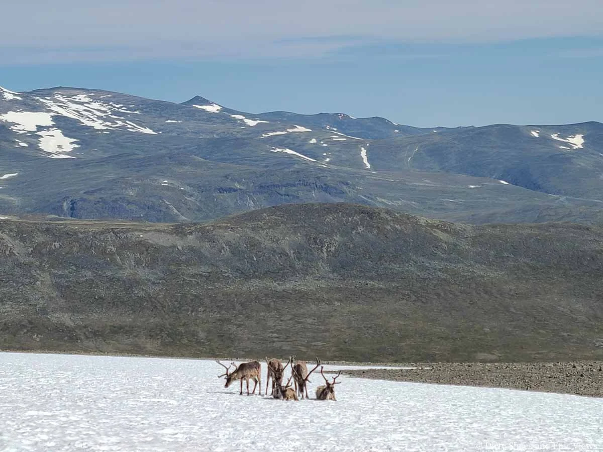 A group of reindeer sit on a snow patch in front of mountain views on the Besseggen Ridge trail in Norway