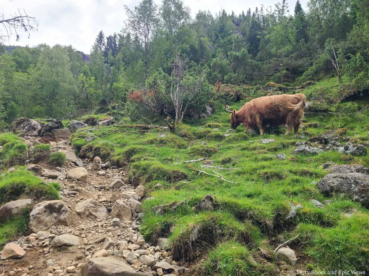 A highland cows grazes alongside a steep rocky trail on the Reinanuten hike