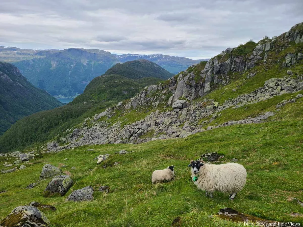 A pair of sheep graze in a meadow above mountain views along the Reinanuten trail in Norway