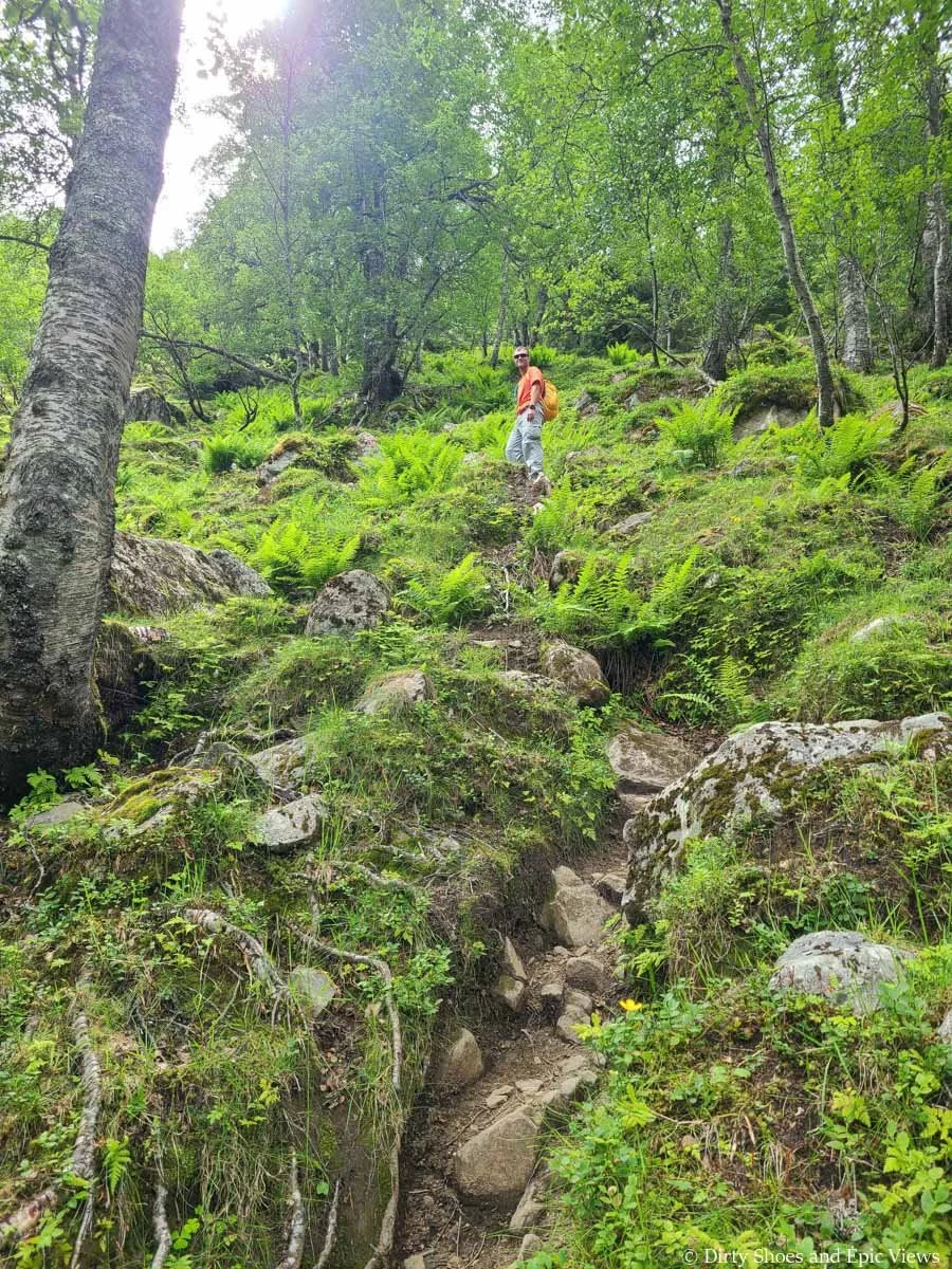 A hiker walks up a steep narrow rocky trail through green ferns on the Reinanuten hike in Norway