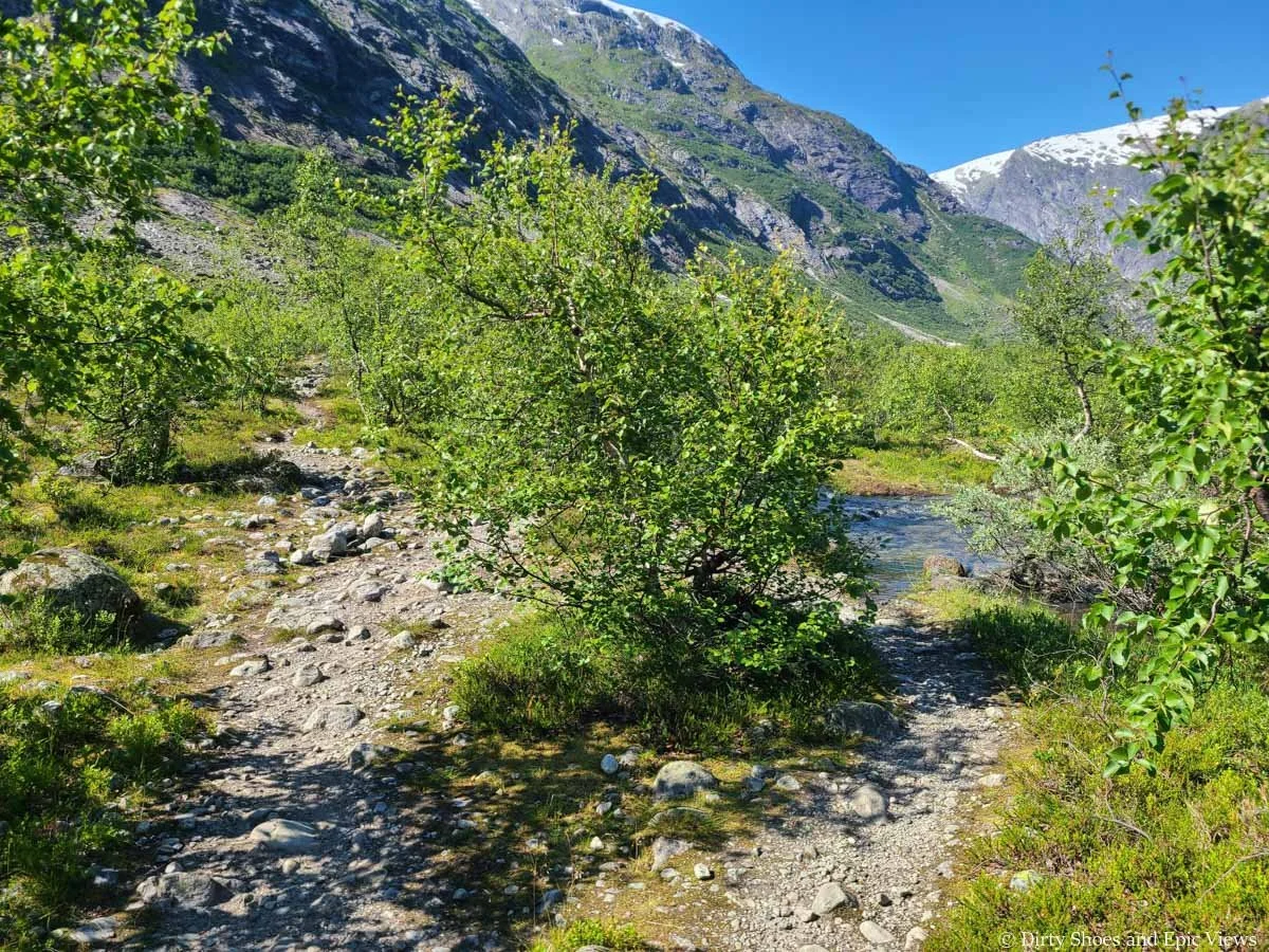 A rocky path surrounded by low shrub forks along the Austerdalsbreen trail