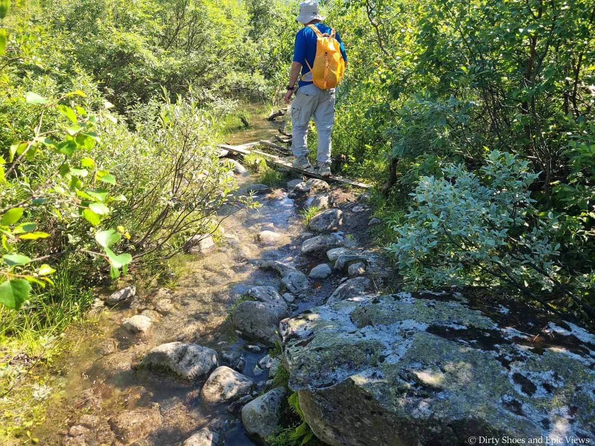 A hiker uses a wooden plank to cross a stream through tall brush on the Austerdalsbreen hike