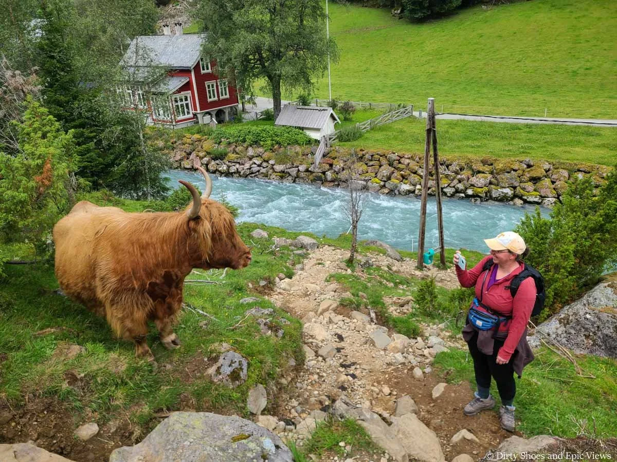 A hiker takes a picture of a highland cow on the Reinanuten trail in Norway