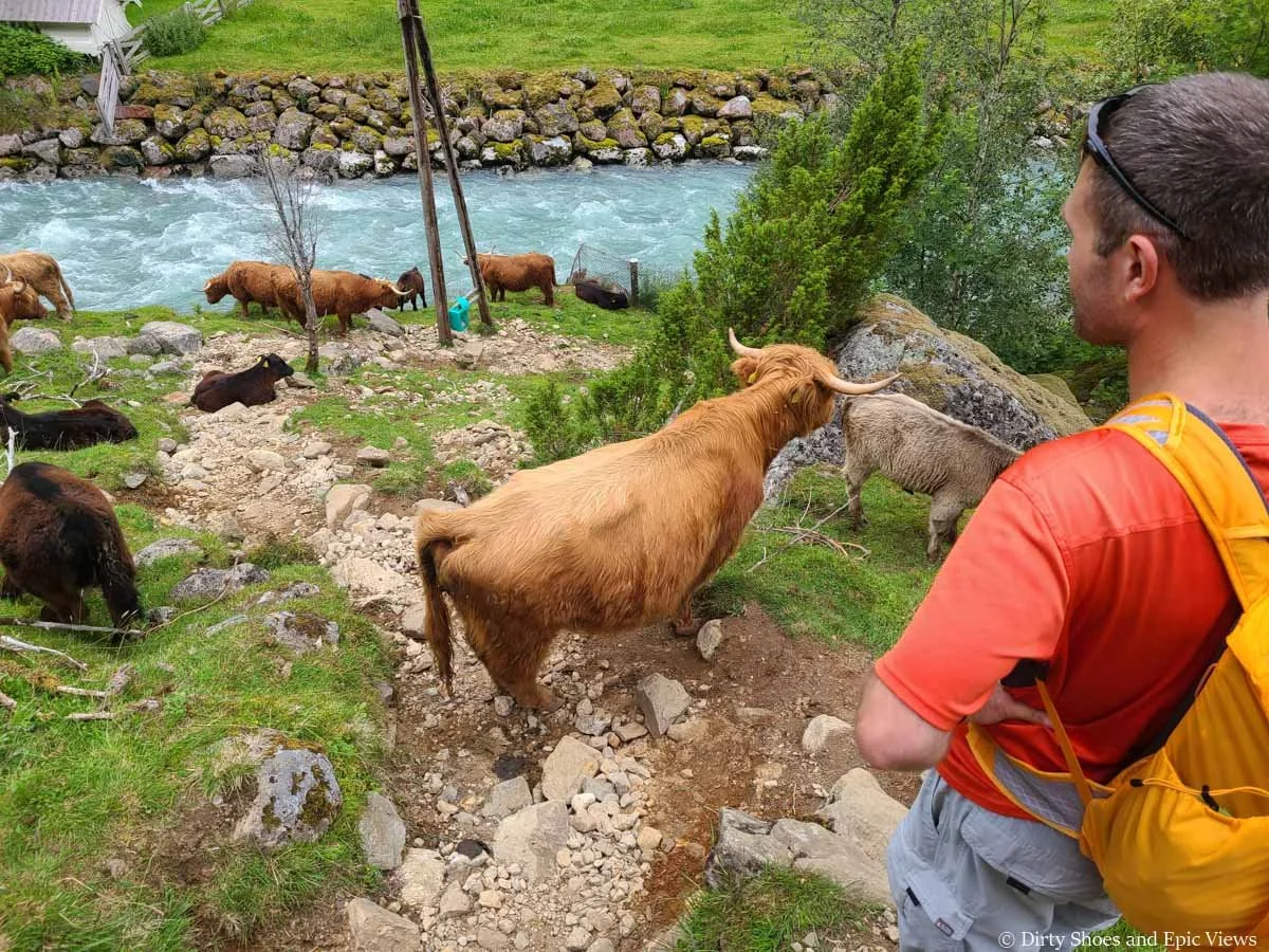 A hiker runs into a herd of highland cows blocking the trail at the end of the Reinanuten hike in Norway